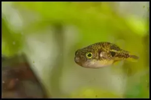 Dwarf Puffer Care Help for Diseases