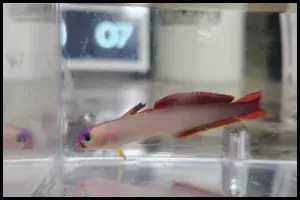 Purple Firefish Goby Mating