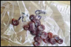 Ramshorn Snail Care