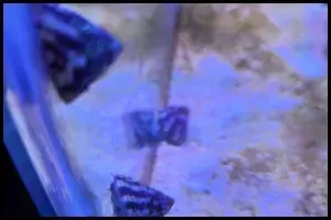 Breeding Banded Trochus Snails