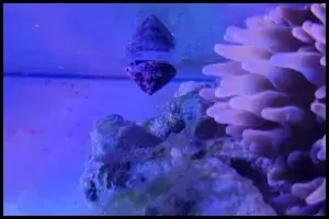 Banded Trochus Snails Reef Safe Care