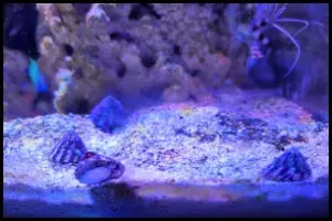 Banded Trochus Snail Habitat