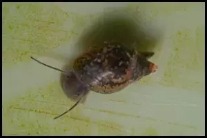 That Will Eat Bladder Snails