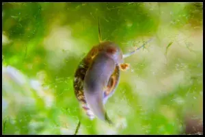 Bladder Snail