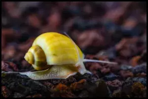 Golden Mystery Snail Care