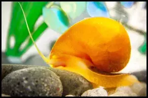Popular Mystery Snail Colors