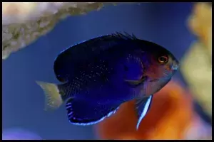 Pygmy Yellowtail Angelfish